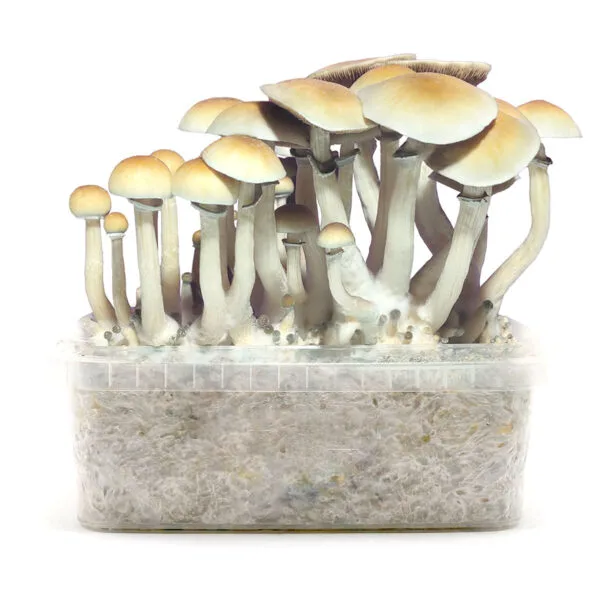 Grow Kit  Blue Meannie