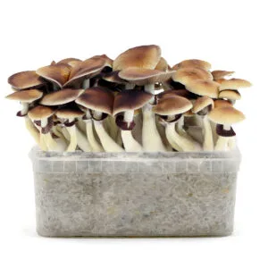 Grow Kit  Golden Teacher