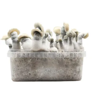Grow Kit Hybrid Bluey Vuitton Albino