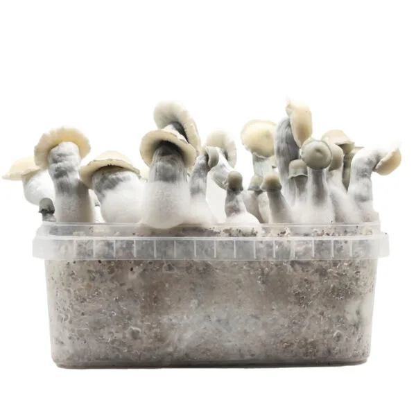 Grow Kit Hybrid Bluey Vuitton Albino