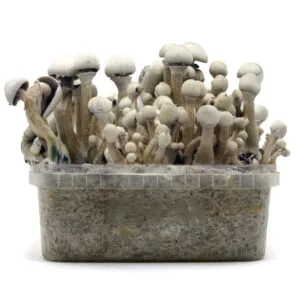 Grow Kit  Leucistic