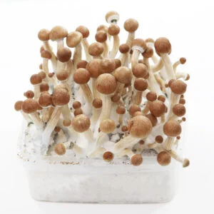 Grow Kit  MC Kennaii