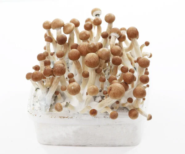 Grow Kit  MC Kennaii