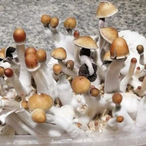 Grow Kit  Moby Dick
