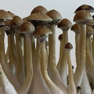 Grow Kit  Thai